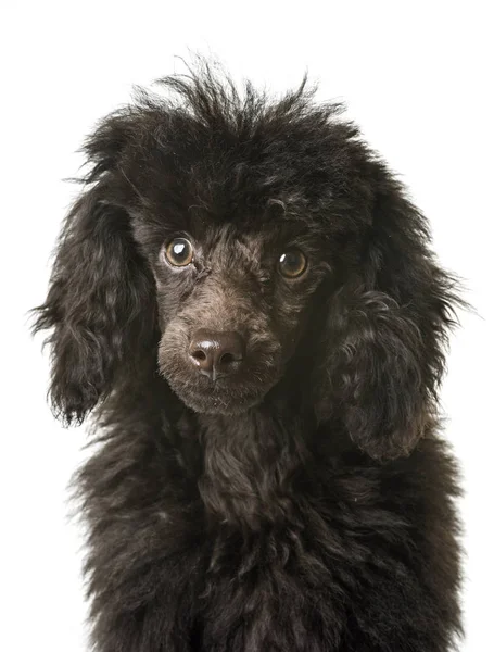 Cachorro poodle marrom — Fotografia de Stock