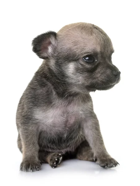 Cucciolo chihuahua in studio — Foto Stock