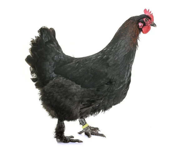 Marans chicken in studio — Stock Photo, Image