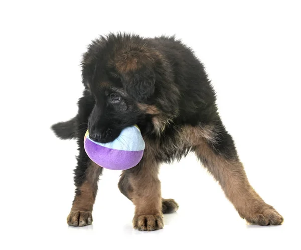 Welpe Deutscher Schäferhund — Stockfoto