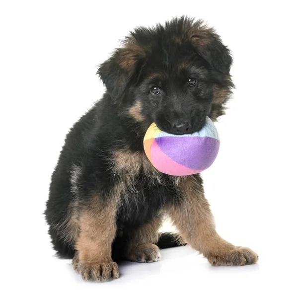 Cachorro pastor alemán — Foto de Stock