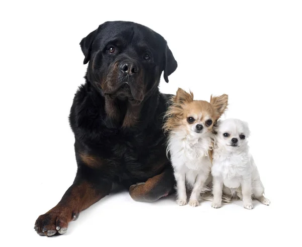 Dogs in studio — Stock Photo, Image