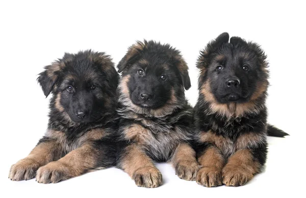 Puppies Duitse herder — Stockfoto