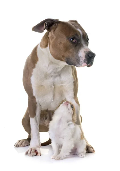 Amerikanischer Staffordshire Terrier und Welpe — Stockfoto