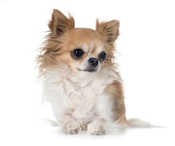 Chihuahua i studio — Stockfoto