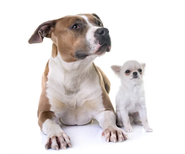 Amerikaanse staffordshire Terriër en puppy — Stockfoto