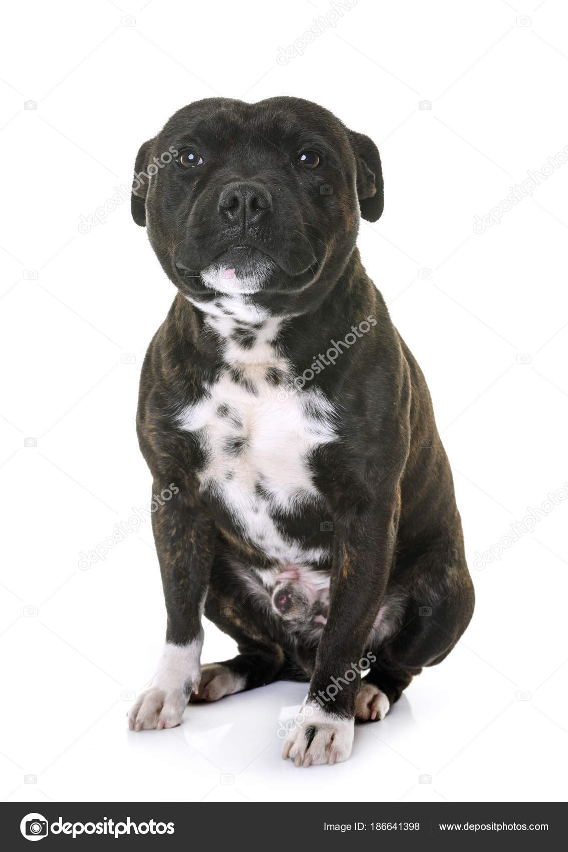 Staffordshire bull terrier — Stock Photo © cynoclub #186641398