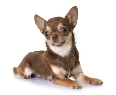 Studio kahverengi chihuahua