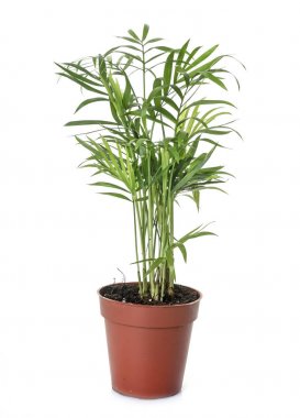 Areca palms Studio
