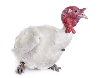 Beyaz Hollanda Türkiye