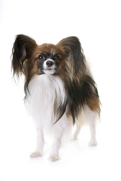 Papillon dog in studio — Stock Photo, Image