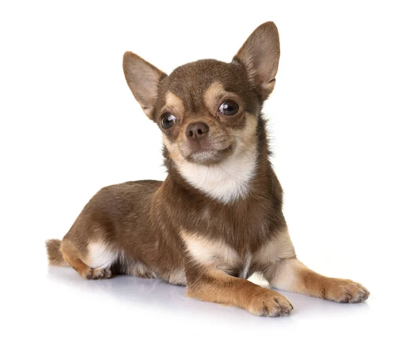 Chihuahua marrone in studio — Foto Stock