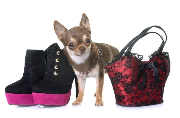 Chihuahua marrone in studio — Foto Stock