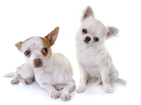 Chihuahuas im Atelier — Stockfoto