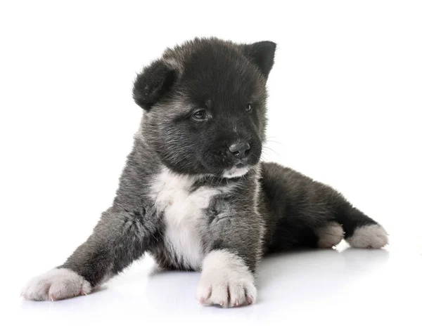 Amerikan akita köpek yavrusu — Stok fotoğraf