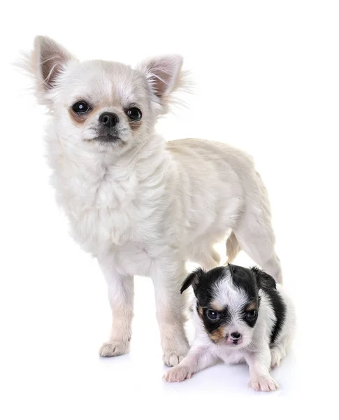 Cachorros chihuahua en estudio — Foto de Stock