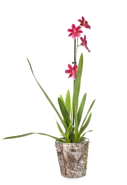 Orchid Amerikaanse akita — Stockfoto