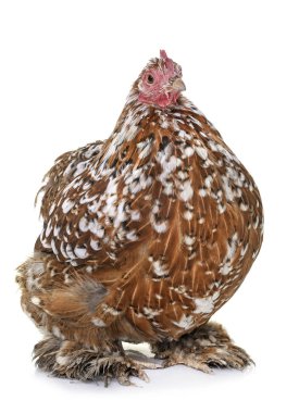 Pekin tavuk Studio