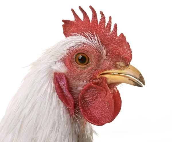 Pekin chicken in studio — Stock Photo, Image