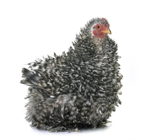 Pekin chicken in studio — Stock Photo, Image