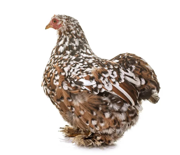 Пекинская курица в студии — стоковое фото