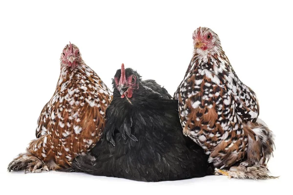 Pekin chicken in studio — Stock Photo, Image