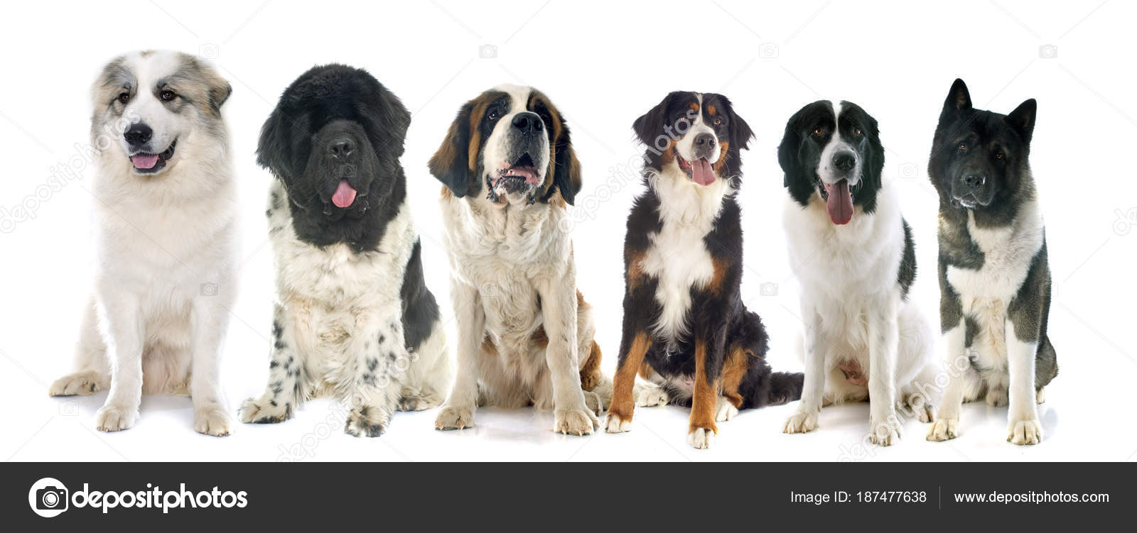 Group of large dogs Stock Photo by 187477638