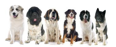 büyük köpekler grup