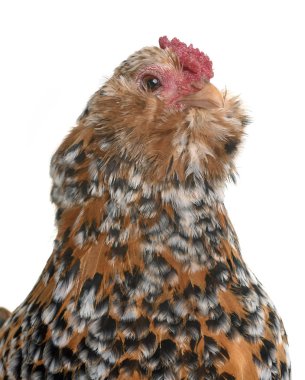 Barbu d'Anvers in studio