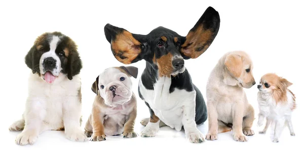 Puppies in studio — Stock Photo, Image