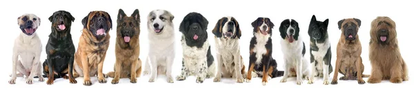 Groep van grote honden — Stockfoto