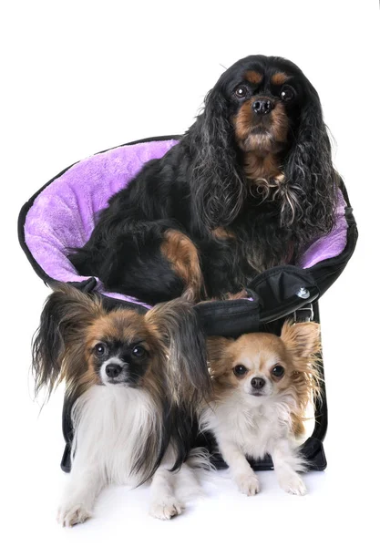 Cavalier King Charles, papillon and chihuahua — стоковое фото