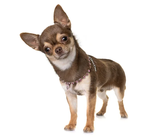 Chihuahua marrone in studio — Foto Stock