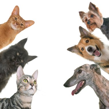 evde beslenen hayvan grup