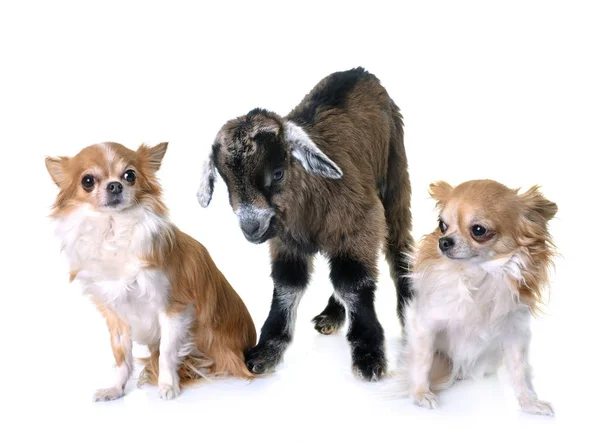 Niño y perros — Foto de Stock