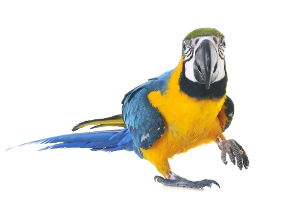 Сине-жёлтый ара в студии — стоковое фото