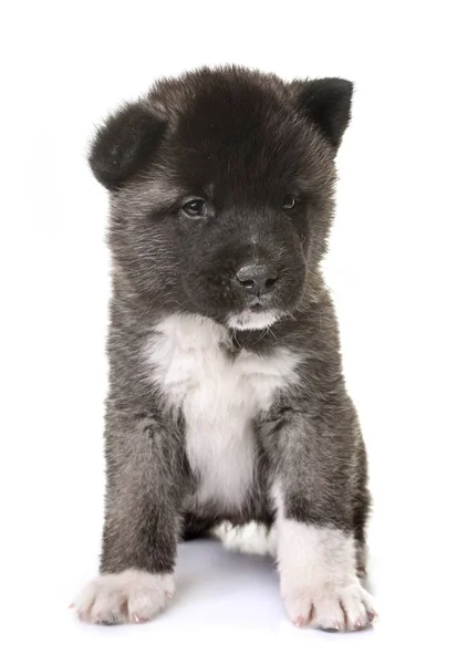 Amerikan akita köpek yavrusu — Stok fotoğraf