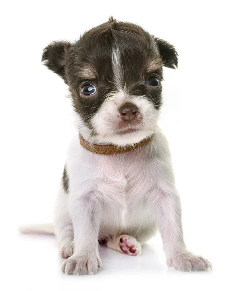 Chihuahua filhote de cachorro no estúdio — Fotografia de Stock