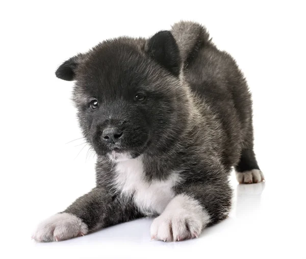 Amerikan akita köpek yavrusu — Stok fotoğraf