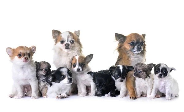 Cachorros chihuahua y adultos — Foto de Stock