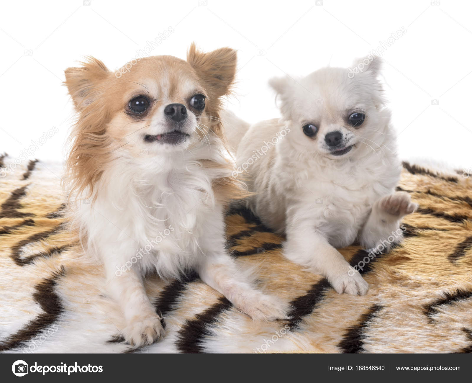 Pictures Long Haired Teacup Chihuahuas Chihuahua On Studio