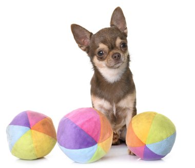 Studio kahverengi chihuahua