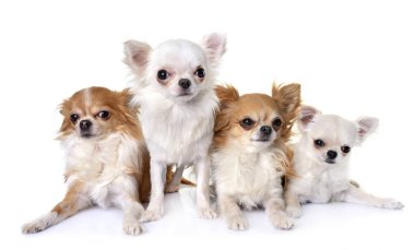 Chihuahuas Studio