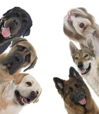 group of dogs clipart