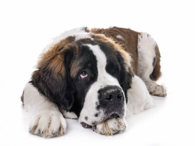 Genç saint bernard
