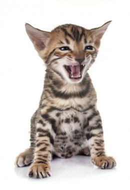Bengal yavru kedi Studio
