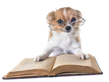 köpek chihuahua okulda