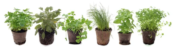 Aromatic plants in studio — Stock Photo, Image