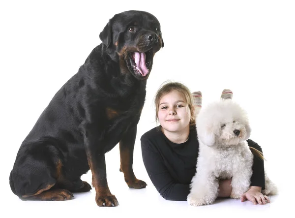 Junges Mädchen und Hunde — Stockfoto