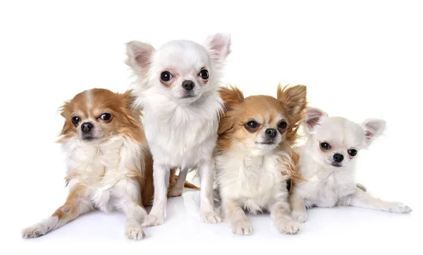Chihuahuas i studio — Stockfoto